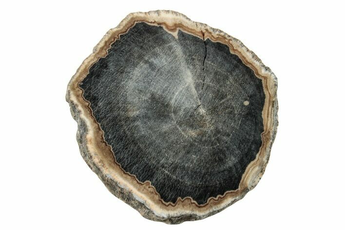 Petrified Wood (Schinoxylon) Round - Blue Forest, Wyoming #252902